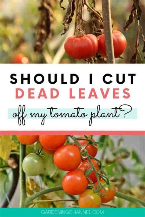 Should I Cut Dead Leaves Off My Tomato Plant Gardening Channel