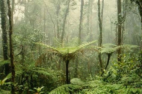 Facts About Rainforests Tropical Rainforest Climate Beautiful Forest