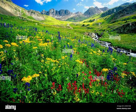 Spring Is Graced With American Basin Wildflowers In The Colorado Rocky