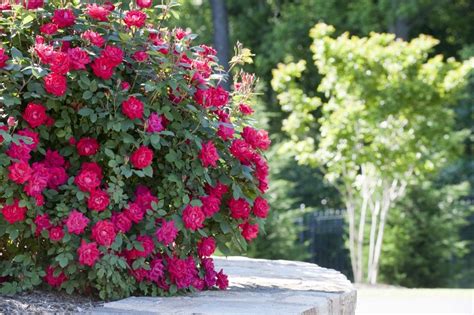 Plant Care 101 Double Knock Out Roses Double Knockout Roses