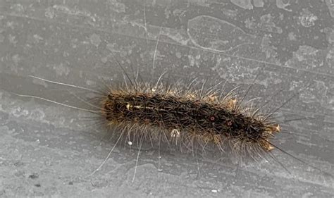 Brown Hairy Caterpillars That Are Poisonous Telegraph