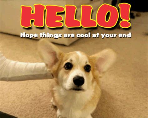 Pets Hi Hello Cards Free Pets Hi Hello Wishes Greeting Cards 123