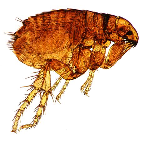 Common Types Of Fleas In Texas The Bug Master