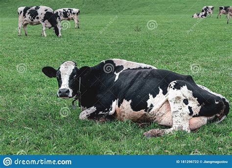 Surprised Cow Lying On The Grass Stock Photo Image Of Astonished