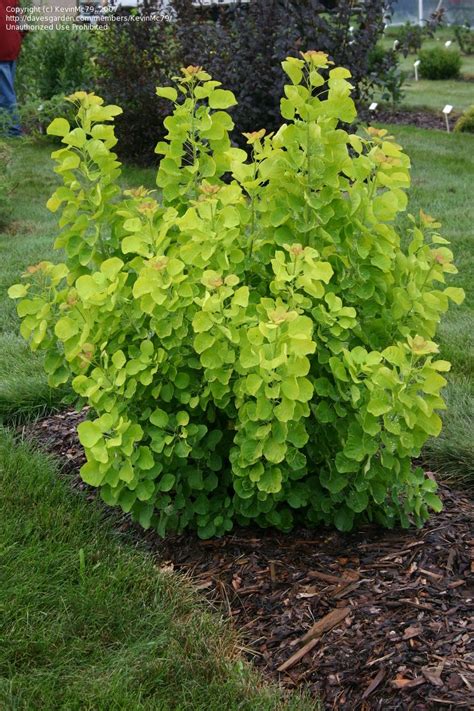 Plantfiles Pictures Smoke Tree Golden Spirit Cotinus Coggygria By