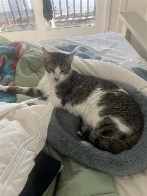 Lost Cat American Shorthair In Fairhaven Ma Lost My Kitty