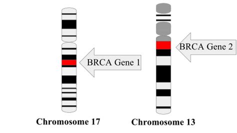 Difference Between Brca1 And Brca2 Mutation Compare The Difference