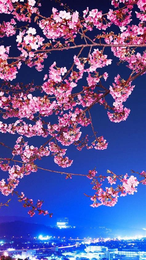 Cherry Blossom Iphone Ps3 Sakura Background Hd Phone Wallpaper Pxfuel