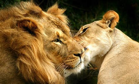 Best Ever Images Of Lion And Lioness Together Wallpaper Quotes