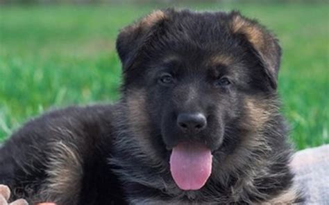 50 Strong German Shepherd Dog Names For Male Dogs Petpress