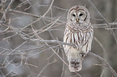 North Carolina Mountain Birds Barred Owl