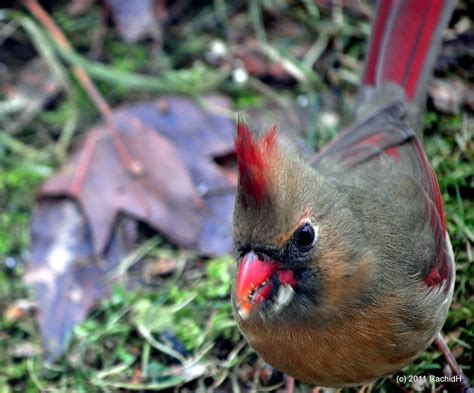Dsc0215 Northern Cardinal ~ Cardinalis Cardinalis ~ Cardi Flickr