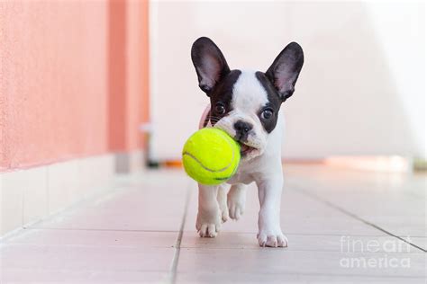 French Bulldog Puppy Playing Photograph By Kwiatek7 Fine Art America