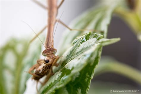 Do female praying mantis' eat their mates? Praying Mantis Babies - Johnathan Cseh Photography