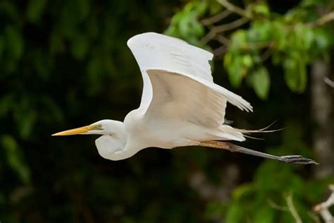 65 Fun Facts About Great Egrets An In Depth Guide Learn Bird Watching