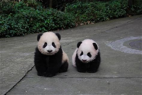 Sourceunknown Panda Bear Baby Panda Bears Baby Panda