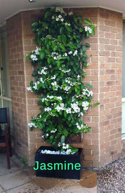 At this time of year, what do you think the weather is like in indiana? Top 10 Pergola Plants to Grow your Pots - Home Gardeners