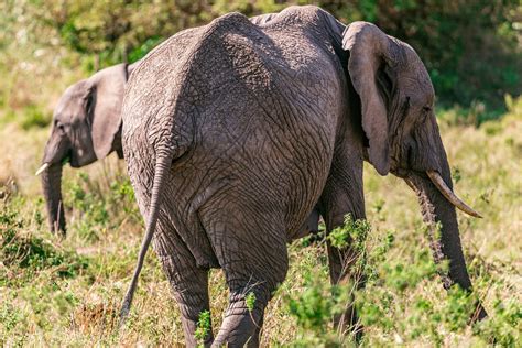 Elefantes Animales Safari Foto Gratis En Pixabay