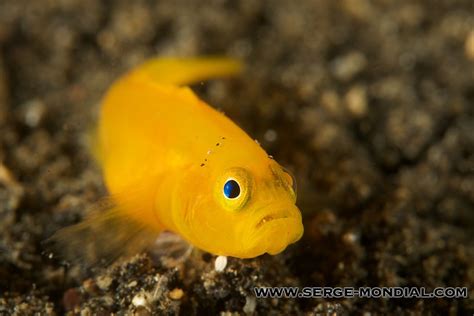 Creature Feature Yellow Pygmy Goby Nad Lembeh Resort