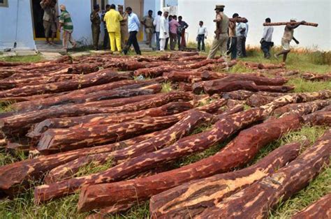 Red Sanders Smuggler Sent To Jail In Andhra India Today