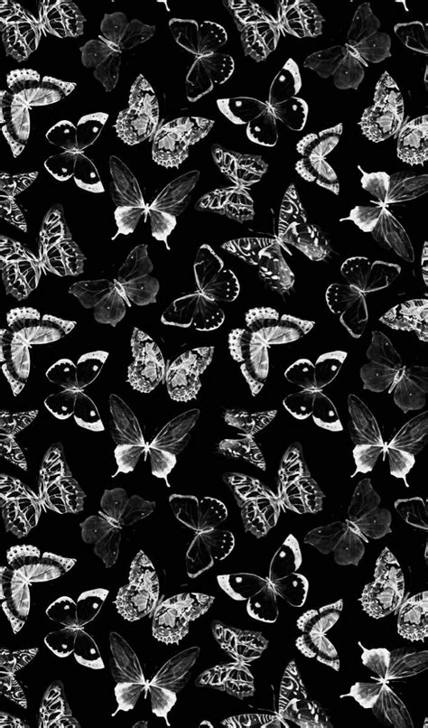 Butterfly Background Butterfly Background Black Paper Background