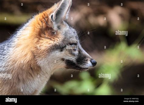 Close Up Of A Grey Fox Urocyon Cinereoargenteus In Profile At The Wnc