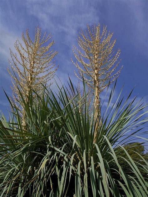 Caring for yuccas like this helps the rest of the plant look nicer, and allows the newer leaves to grow. Learn How to Grow and Care for a Yucca Plant Indoors ...