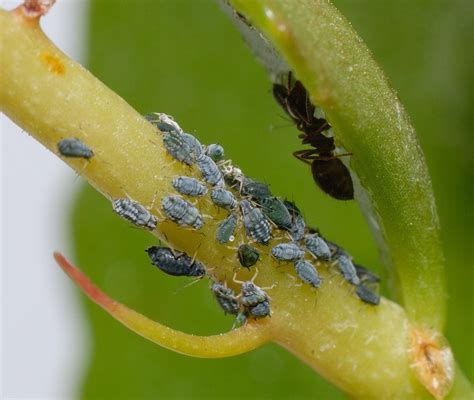 Recomendaciones para tener tus plantas sanas y libres de enfermedades y plagas durante este otoño: Protege tus plantas: Las plagas más comunes