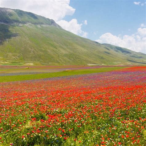 Castelluccio Umbria All You Need To Know Before You Go