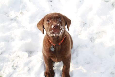 Our next anticipated litter will be spring/summer 2020 for. McCoy: Chocolate Lab Puppy | My sister got this new ...