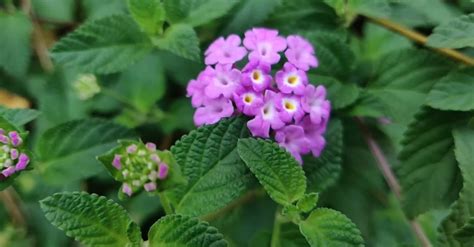 A Cluster Of Small Purple Flowers Free Stock Video Footage Royalty