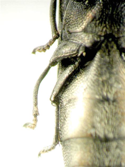 http://www.zin.ru/Animalia/Coleoptera/eng/coraeb7.htm