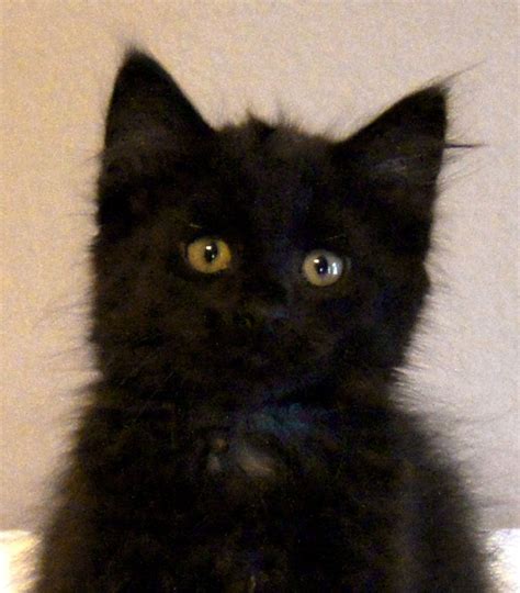 Apollo Is A Fuzzy Little Black Kitten With The Tufty Toes