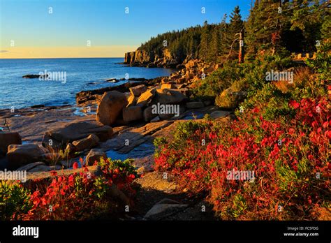 Otter Cliff At Sunrise The Ocean Trail Acadia National Park Maine