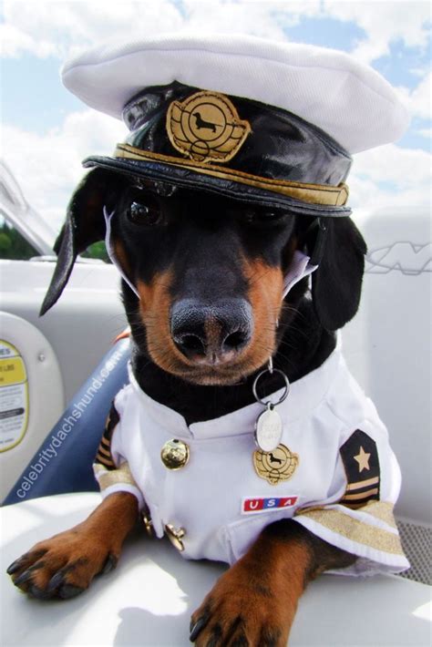 250 Best Dogs In Hats Images On Pinterest Doggies A Dog And Adorable