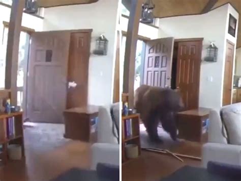 bear breaks into house bear breaks into a house by slamming front door goldilocks moment