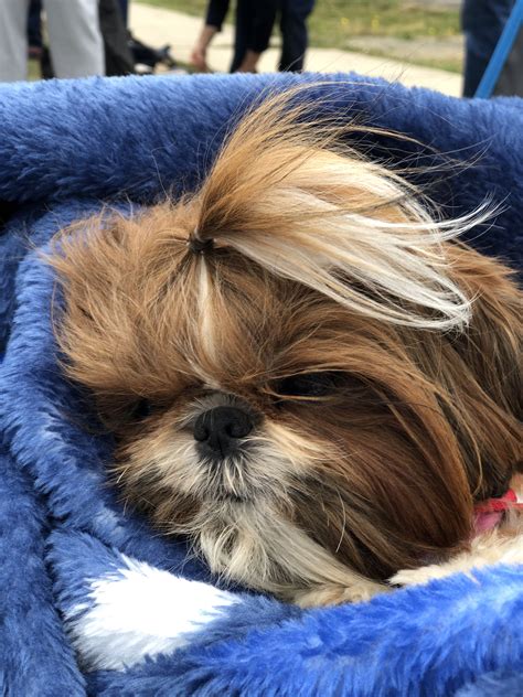 Picking the right dog food for your shih tzu is not as. Pin by Deanne Shook on It's My Shih Tzu World | Shih tzu ...