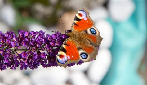 Bekijk stap voor stap hoe je het beste jouw vlinderstruik snoeien kan. Vlinderstruik (Buddleja davidii) snoeien - Tuinseizoen