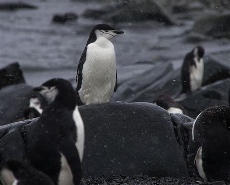 A Chinstrap Penguin In Antarctica Photograph By Arne Beruldsen Fine