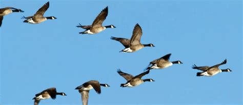 Why Do Birds Fly In A V Formation Is It Instinctive Birdwatching