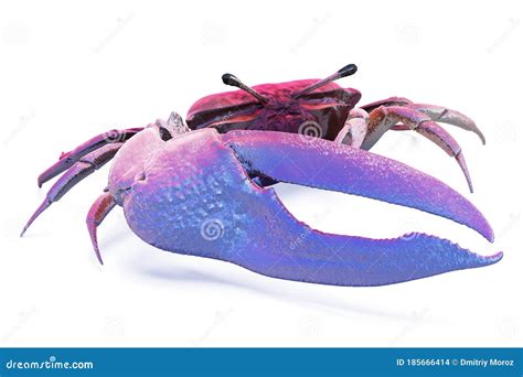 Fiddler Crab Isolated Stock Illustration Illustration Of Pincers