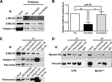Myosin Light Chain Kinase Mlck Regulates Cell Migration In A Myosin