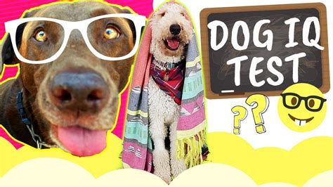 Testing My Dogs Intelligence Labrador Vs Goldendoodle Dog Iq Test