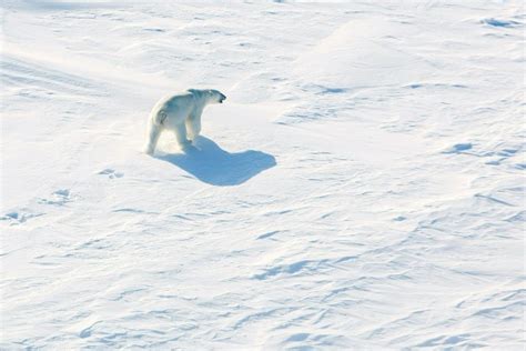 Invasion Of Polar Bears In Russian Arctic Over Breitbart