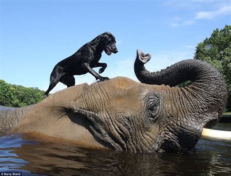 Beißen Gedanken Elephant And Dog Friendship