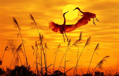 Wallpaper Birds Birds Sunlight Sunlight Sunset Sky Sunset Sky