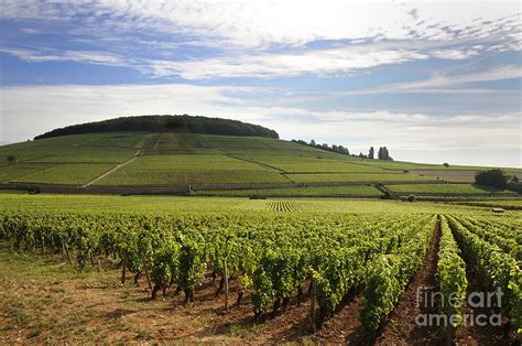 Grand Cru And Premier Cru Vineyards Of Aloxe Corton Cote De Beaune