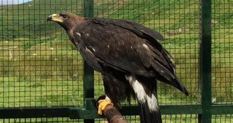 ‘no Definitive Cause Of Death For Golden Eagle Found Dead On Scottish