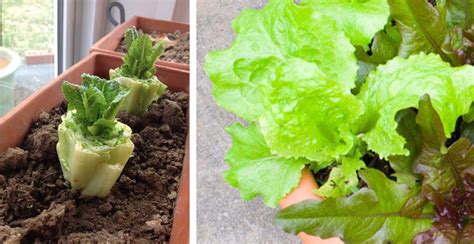 12 Incredible Tips To Grow Lettuce In A Container Diy Everywhere