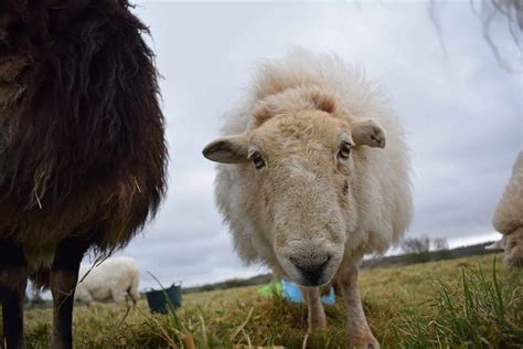 Welsh Mountain Sheep Patchwork Sheep